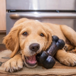 KONG Extreme Goodie Bone Medium