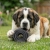 KONG Extreme Donut Medium/Large