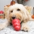 KONG Classic Large