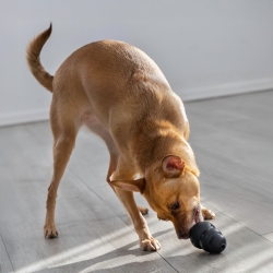 KONG Extreme medium