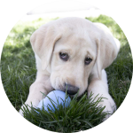 KONG Puppy zabawki dla szczeniąt