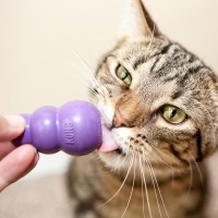 KONG Kitty zabawki dla kotów i kociąt