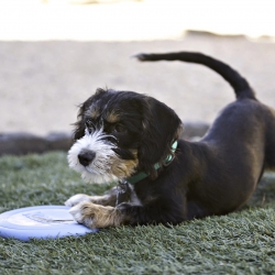 KONG Puppy Flyer Blue Small