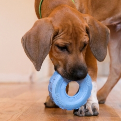 KONG Puppy Tires Blue Small