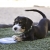KONG Puppy Flyer Blue Small