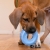 KONG Puppy Tires Blue Small