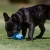 KONG Puppy Binkie Blue Medium