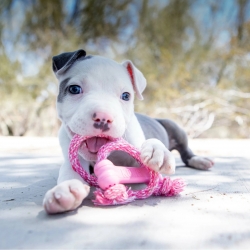 KONG Puppy Goodie Bone Pink ze sznurem Small